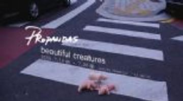 프로판다스 첫번째 개인전 : 아름다운 동물들(Beautiful creatures)